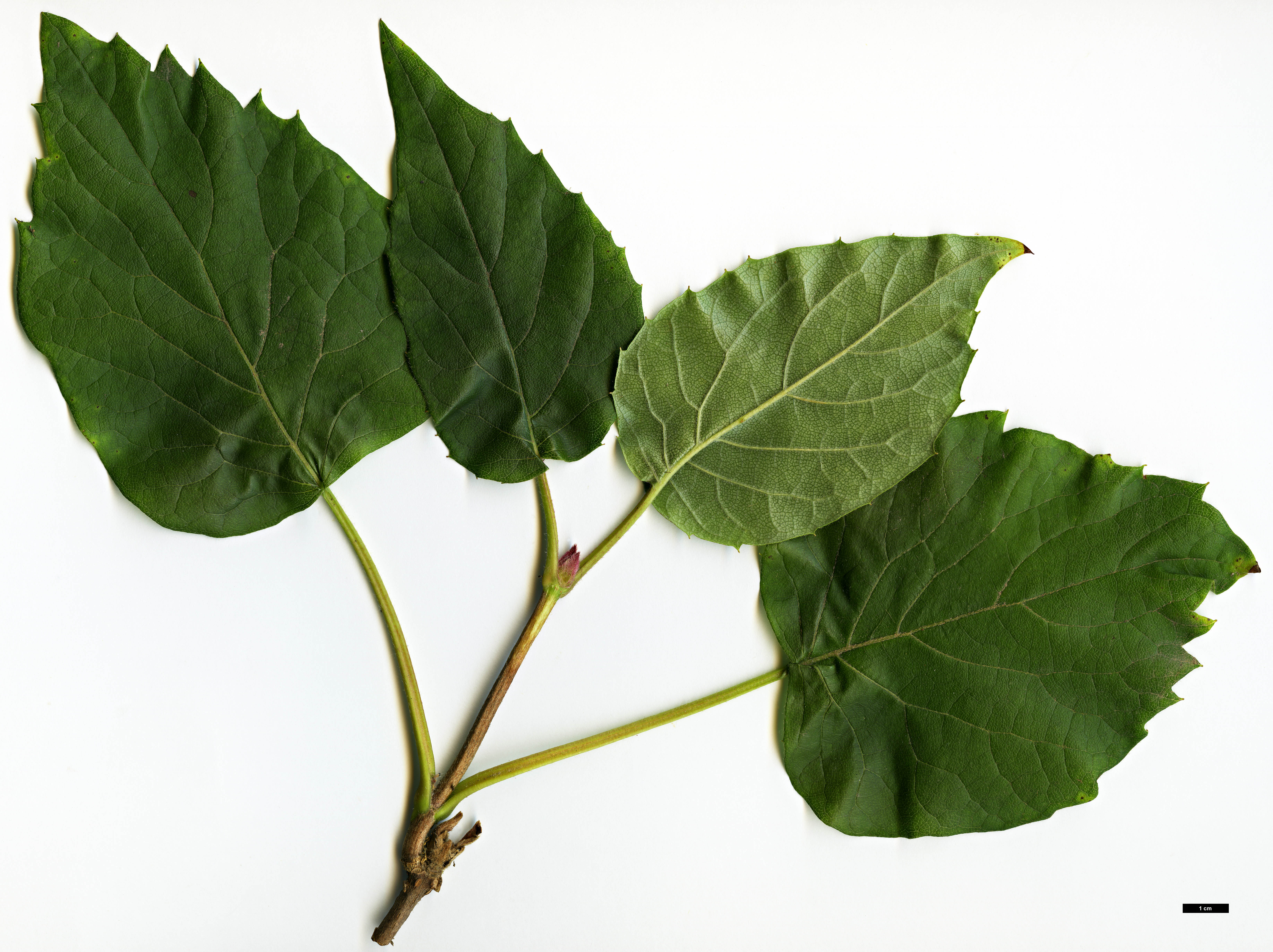 High resolution image: Family: Hydrangeaceae - Genus: Schizophragma - Taxon: hydrangeoides - SpeciesSub: f. quelpartensis High resolution image: Family: Hydrangeaceae - Genus: Schizophragma - Taxon: hydrangeoides - SpeciesSub: f. quelpartensis